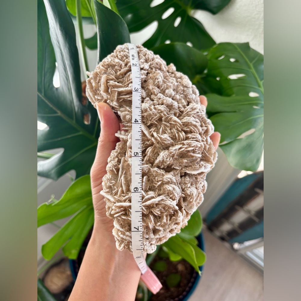 Desert Rose - Picture 3 of 5